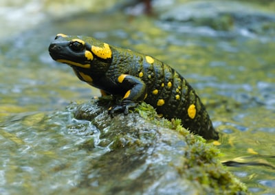 Salamander — саламандра