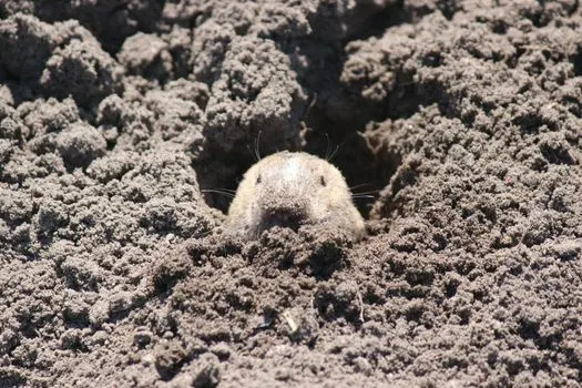 Gopher — Суслик