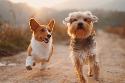 pet-friendly — можно с животными
