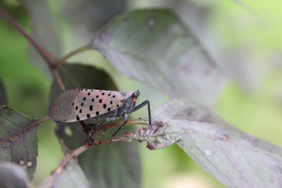Spotted beetle — пятнистый жук