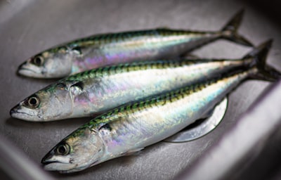 sardina — сардина