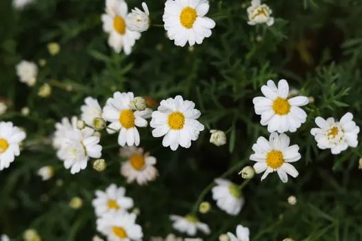 Aster — Астра