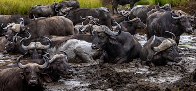 wallowing in — упиваясь