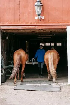 Stable hand — конюх