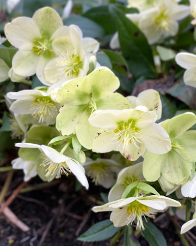 Hellebore — морозник