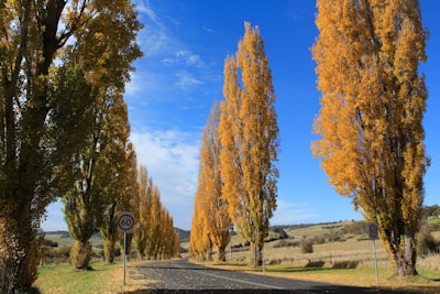 Poplar tree — тополь