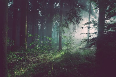 woods — лес