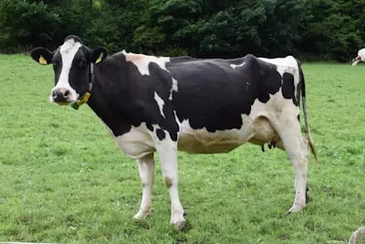 Cows — коровы