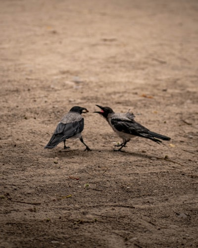Squabble — перебранка