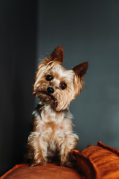 Yorkshire Terrier — йоркширский терьер