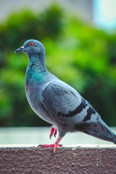 Pigeon — голубь