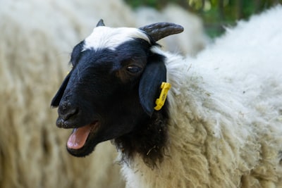 Bleating — блеять