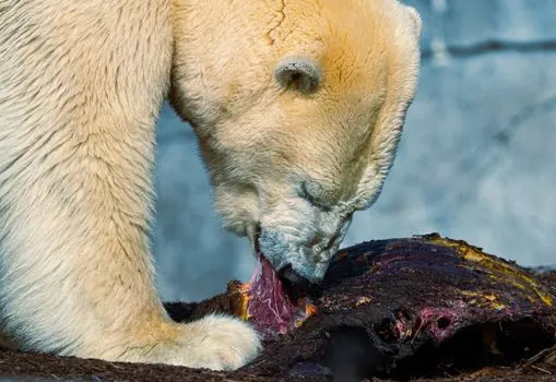 Carnivorous — Плотоядный