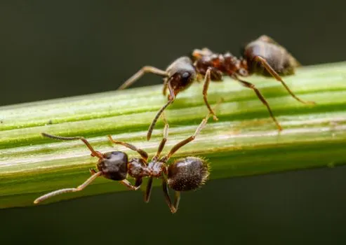 Ants — Муравьи