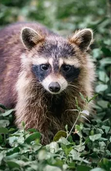 raccoon — енот
