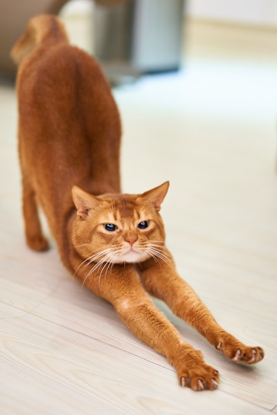 stretched — растянутый