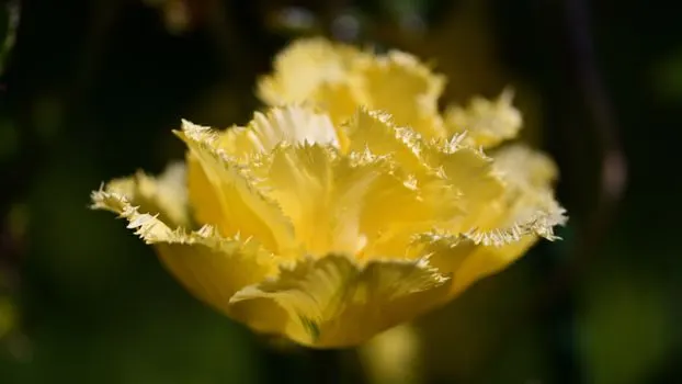 Carnation — Гвоздика