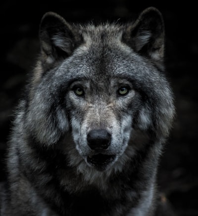 Wolf — волк
