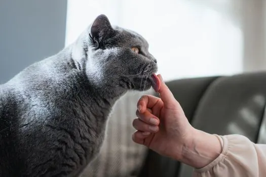 licking — Облизывание