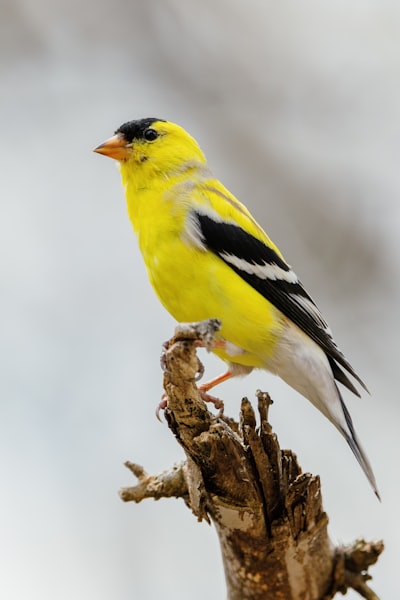 finch — вьюрок