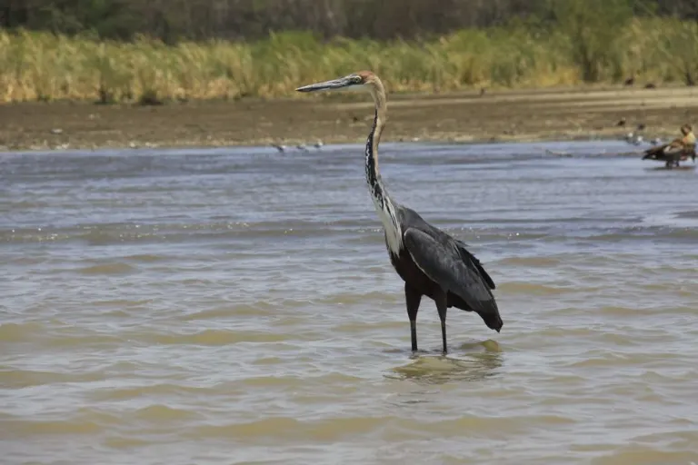 Crane and cranes — Журавль и журавли