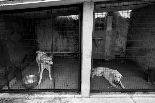 Captivity in animals — Содержание животных в неволе