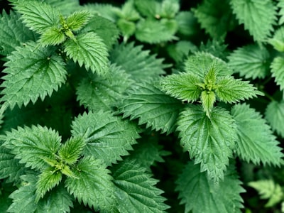Nettle — крапива