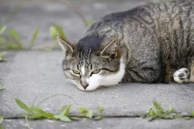 Wary — настороженный