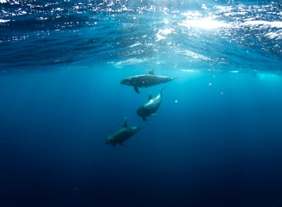 Porpoise — морская свинья