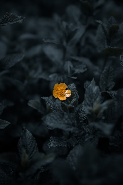 contrastar — сравнивать