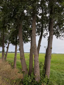 Copse — Роща