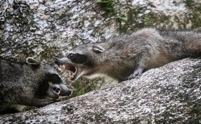Assertiveness — напористость