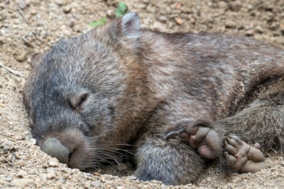 Hibernate — впадать в спячку