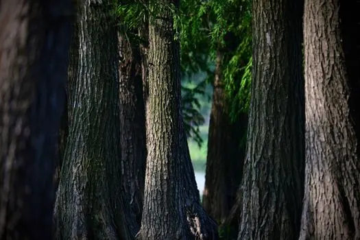 Stands of trees — роща