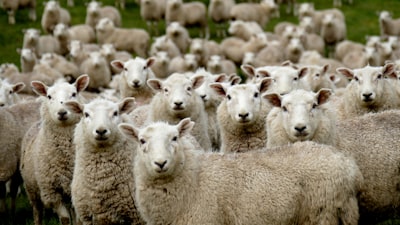 Herd — стадо