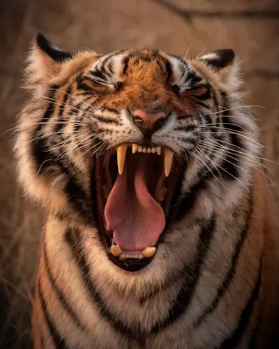 Roar — рёв