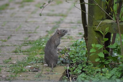 ratty — обшарпанный