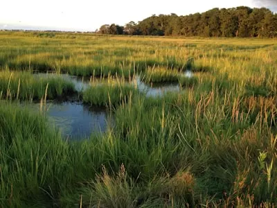 Marsh — болото
