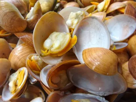 Clams — Моллюски