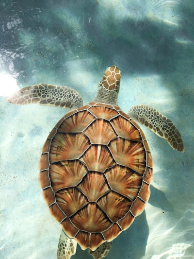 turtle shell — панцирь черепахи