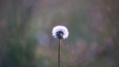 dainty — изящный