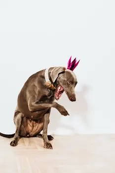Fool around — Дурачьтесь