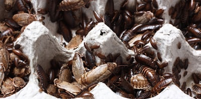 infestation — нашествие