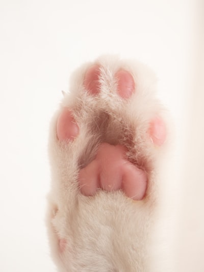 paw — лапа