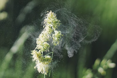 Pollen — пыльца