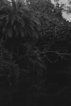 Tropical — Тропический