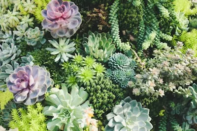 succulent — сочный