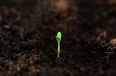 Seed — семя