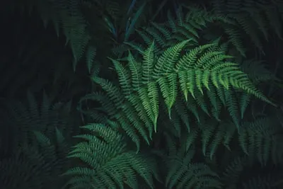 Fern — папоротник