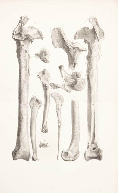 Bones — кости